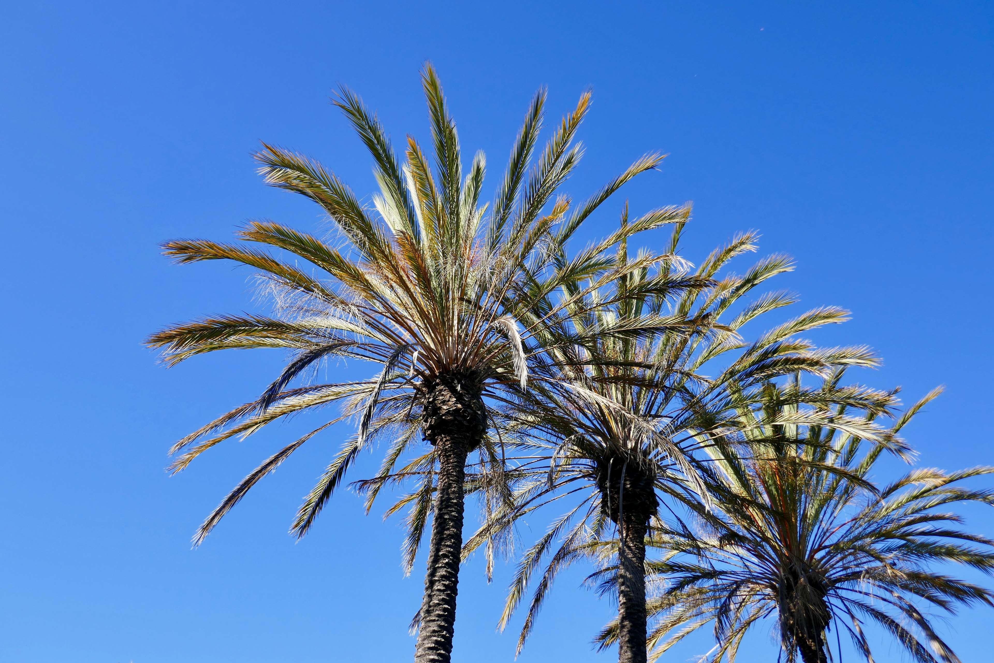 Best Western Golden Sails Hotel Long Beach Esterno foto