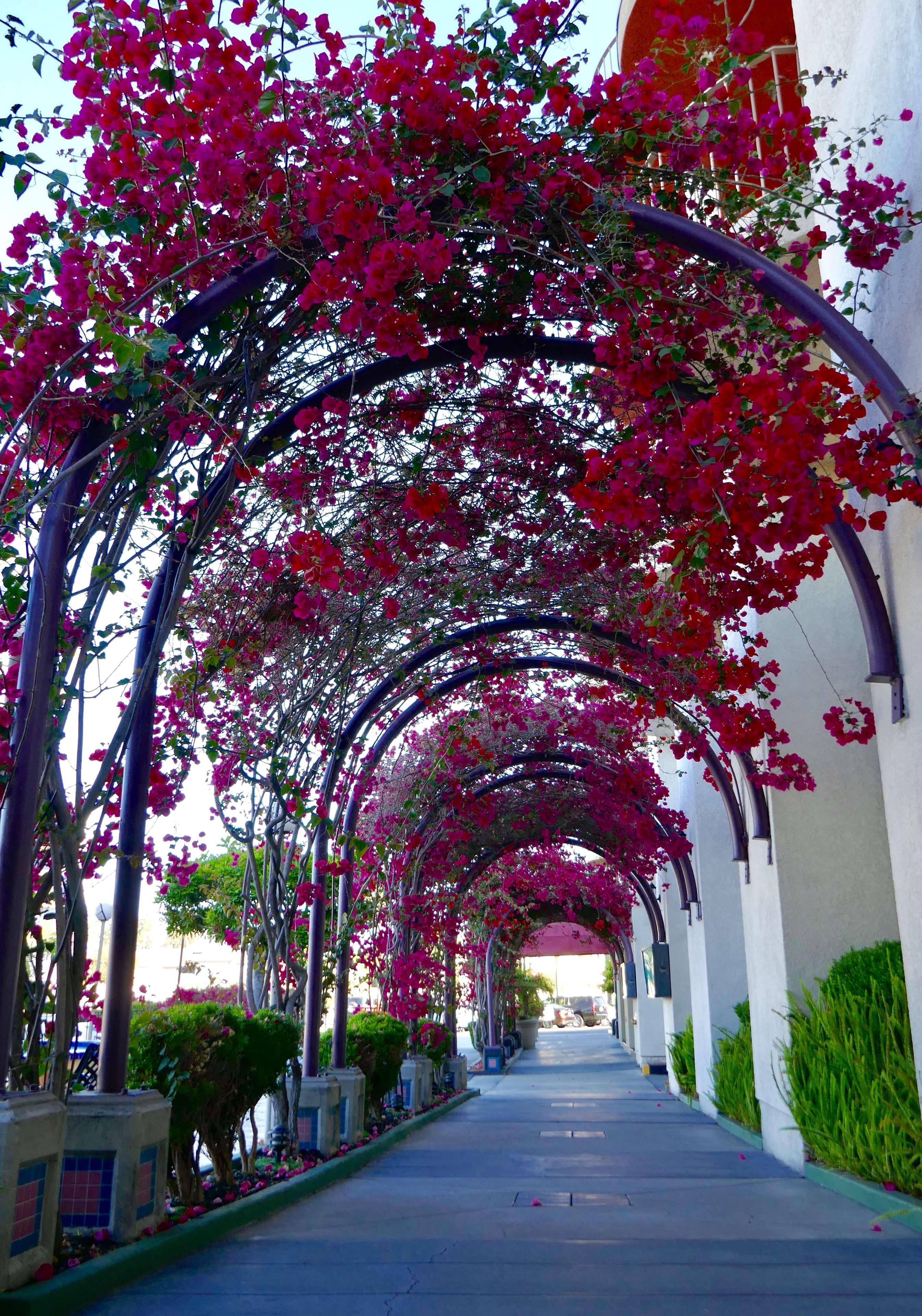 Best Western Golden Sails Hotel Long Beach Esterno foto